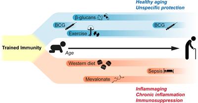 Train the Trainer: Hematopoietic Stem Cell Control of Trained Immunity